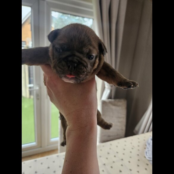 English Bulldog