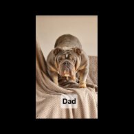 English Bulldog