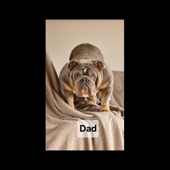 English Bulldog