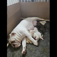English Bulldog