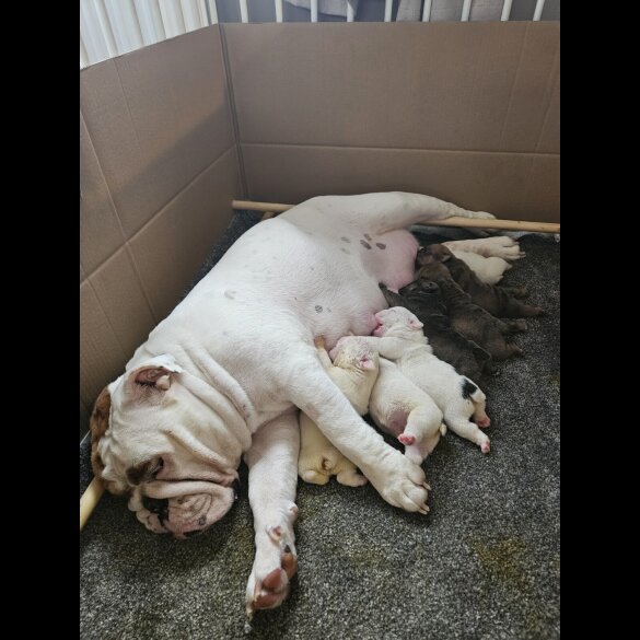 English Bulldog