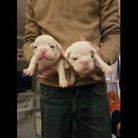 English Bulldog