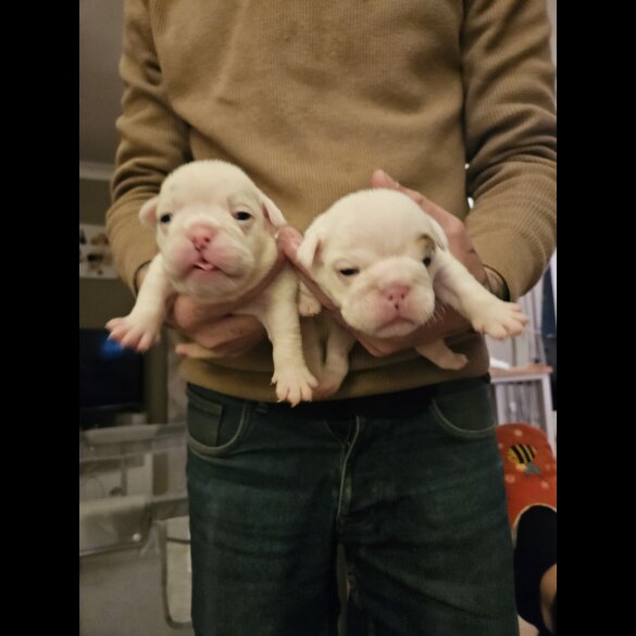 English Bulldog