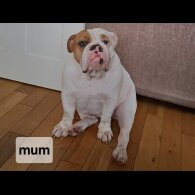 English Bulldog