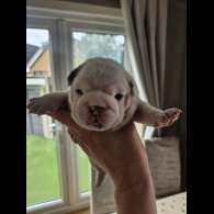English Bulldog