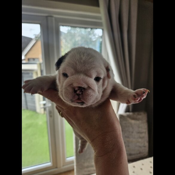 English Bulldog