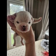 English Bulldog