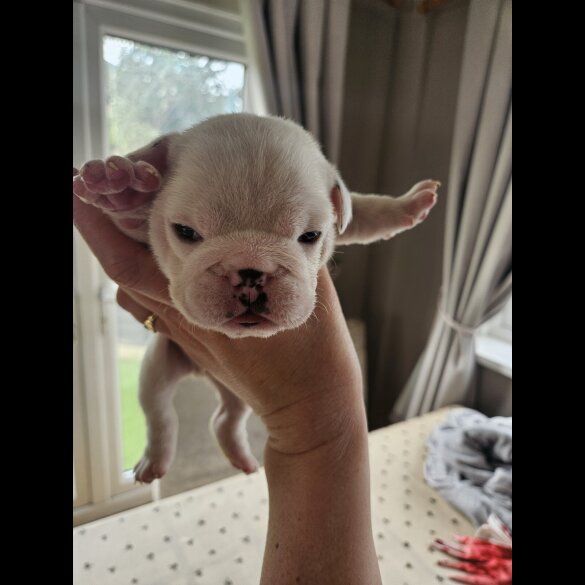 English Bulldog