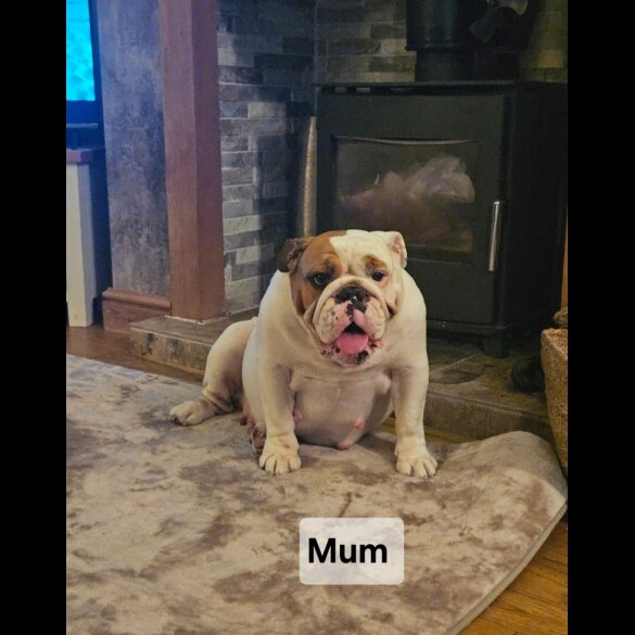 English Bulldog