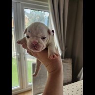 English Bulldog