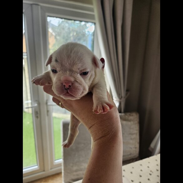 English Bulldog