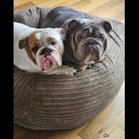 English Bulldog