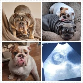 English Bulldog