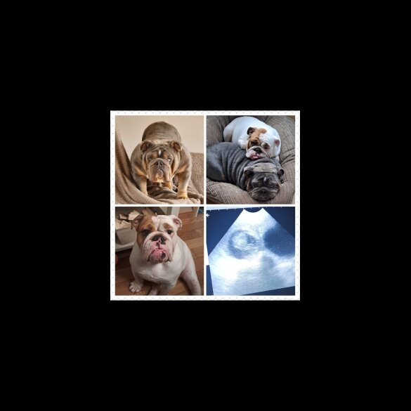 English Bulldog
