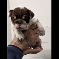 English Bulldog