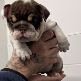 English Bulldog
