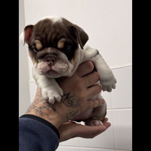 English Bulldog