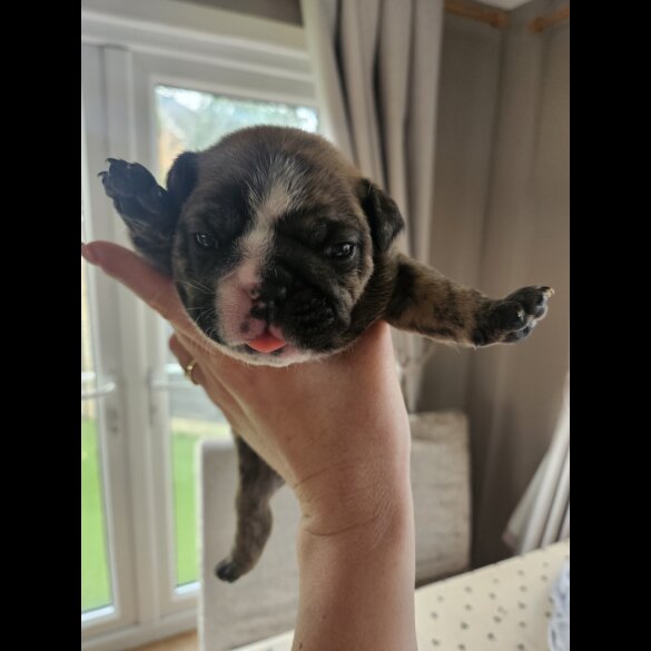English Bulldog