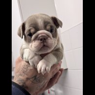 English Bulldog