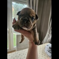 English Bulldog