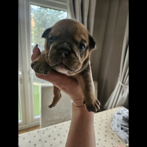 English Bulldog