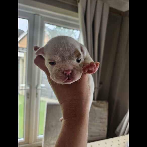 English Bulldog