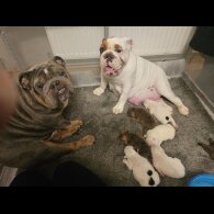 English Bulldog