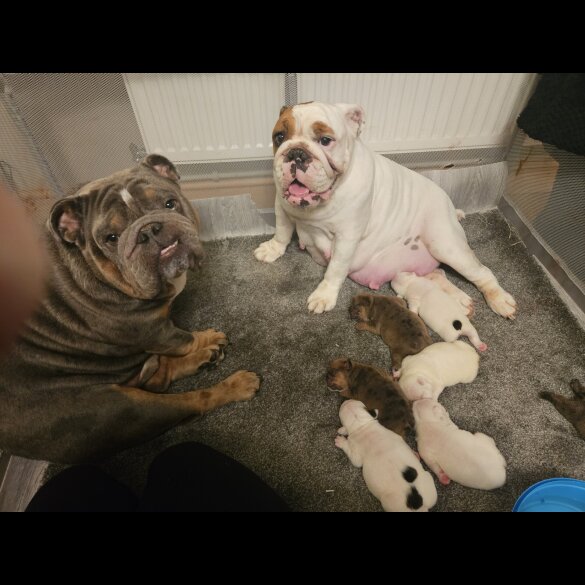 English Bulldog