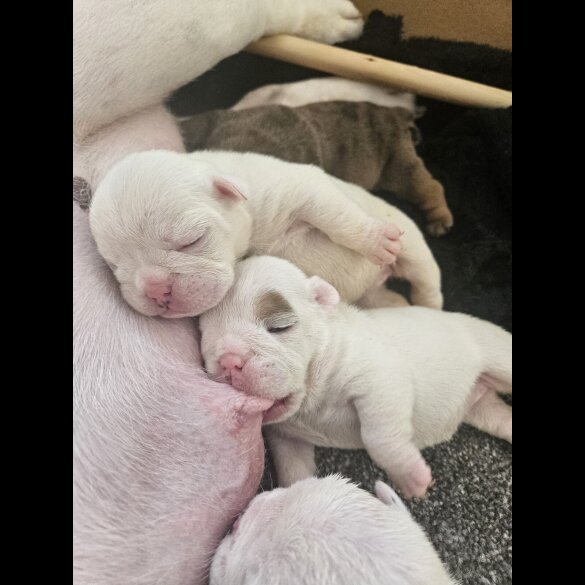 English Bulldog