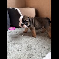 English Bulldog