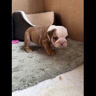 English Bulldog
