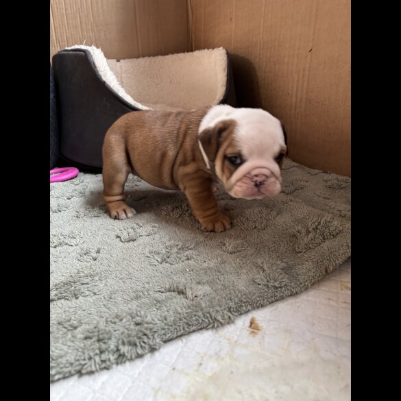 English Bulldog