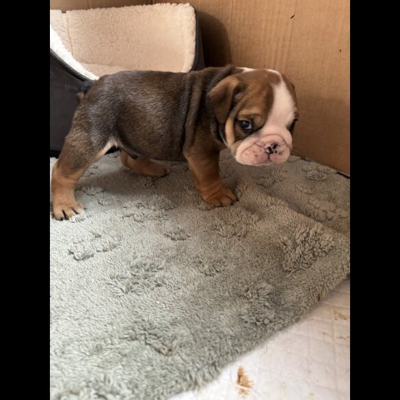 English Bulldog