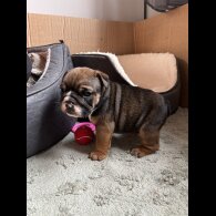 English Bulldog
