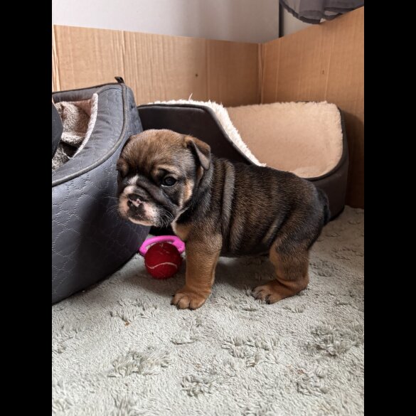 English Bulldog