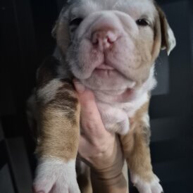 English Bulldog