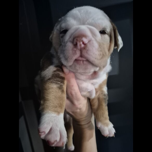 English Bulldog