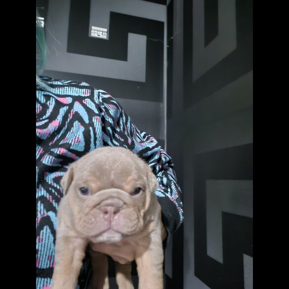 English Bulldog