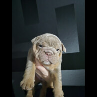 English Bulldog
