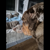 English Bulldog