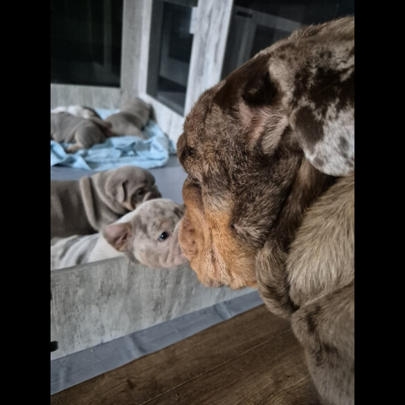 English Bulldog