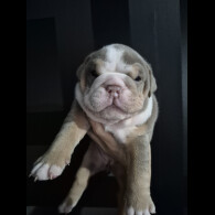 English Bulldog