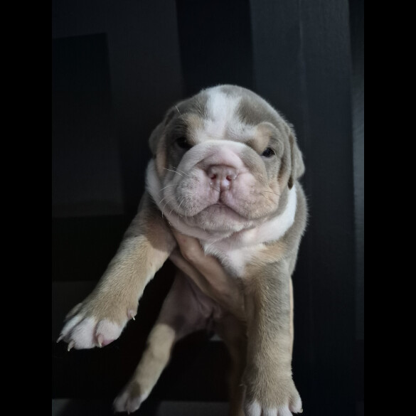 English Bulldog
