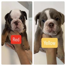 English Bulldog