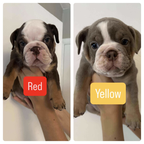 English Bulldog