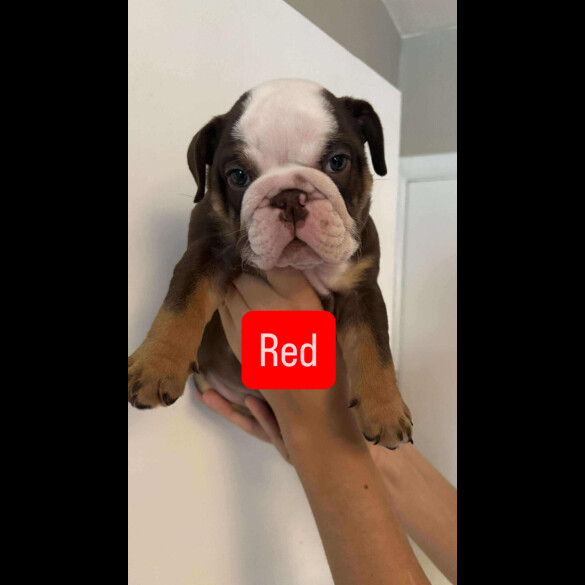 English Bulldog