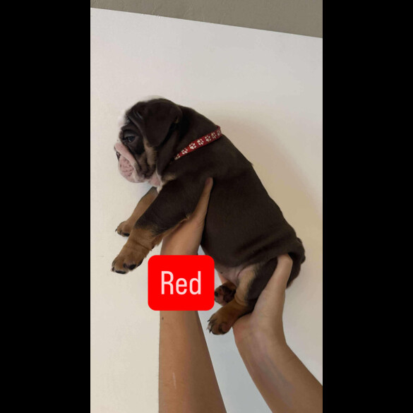 English Bulldog