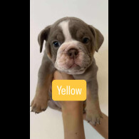 English Bulldog