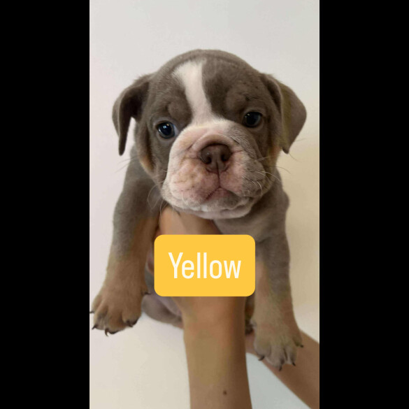 English Bulldog