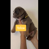 English Bulldog